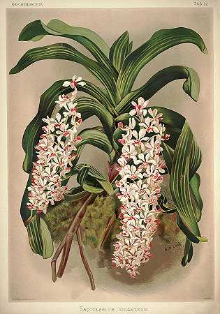 兰花`Orchid, Saccolabium Giganteum by Henry Frederick Conrad Sander