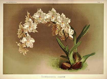 兰花`Orchid, Odontoglossum Crispum by Henry Frederick Conrad Sander