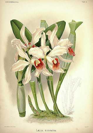 兰花`Orchid, Laelia Euspatha by Henry Frederick Conrad Sander