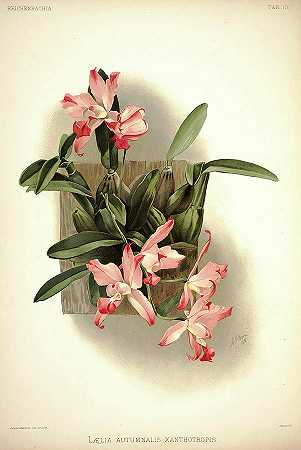 兰花`Orchid, Laelia Autumnalis Xanthotropis by Henry Frederick Conrad Sander
