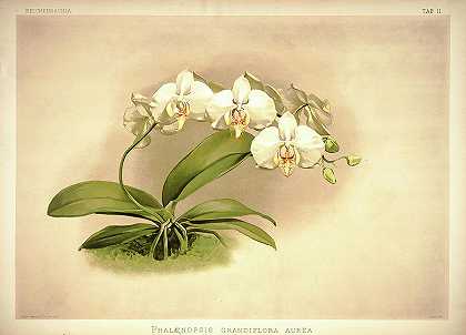 兰花，蝴蝶兰`Orchid, Phalaenopsis Grandiflora Aurea by Henry Frederick Conrad Sander