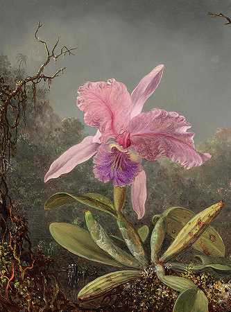 卡特莉亚兰花，1871年`Cattleya Orchid, 1871 by Martin Johnson Heade
