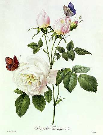 玫瑰、玫瑰和女子膜`Roses, Bengale the Hymenes by Pierre-Joseph Redoute