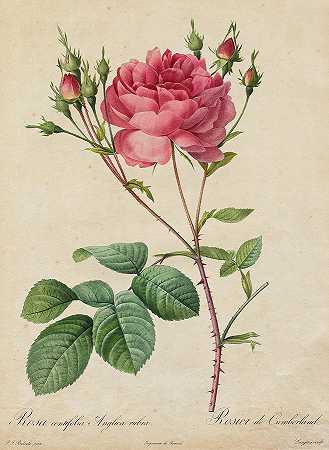 粉红蜈蚣草`Rosa Centifolia Anglica Rubra by Pierre-Joseph Redoute