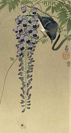 1910年，紫藤捕蝇草`Flycatcher at wisteria, 1910 by Ohara Koson