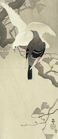 两只鸽子在树枝上，1910年`Two pigeons on a branch, 1910 by Ohara Koson