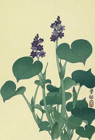 霍斯塔，1930年`Blooming hosta, 1930 by Ohara Koson