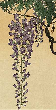 盛开的紫藤，1930年`Blooming wisteria, 1930 by Ohara Koson