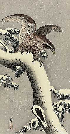 雪松上的鹰，1930年`Eagle on snowy pine, 1930 by Ohara Koson