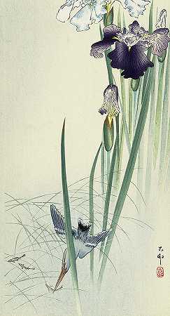 翠鸟与鸢尾，1930年`Kingfisher and irises, 1930 by Ohara Koson
