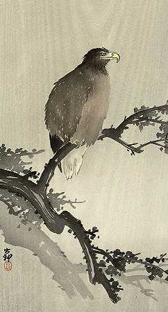 白头鹰在树枝上，1930年`Bald eagle on branch, 1930 by Ohara Koson