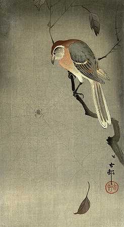 牛头伯劳鸟，1930年`Bull-headed shrike, 1930 by Ohara Koson