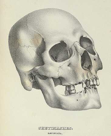 美国颅骨`Crania Americana, Skull Chetimaches by Samuel George Morton