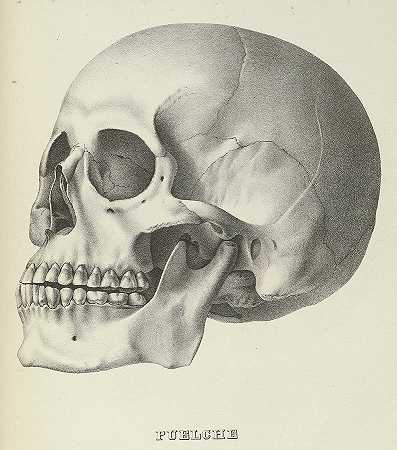 美国颅骨`Crania Americana, Skull Puelche by Samuel George Morton