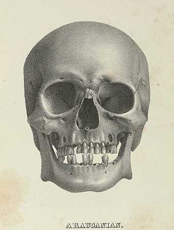 美洲颅骨，天南星颅骨`Crania Americana, Skull Araucanian by Samuel George Morton