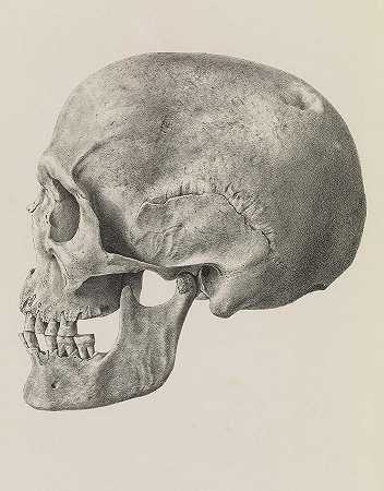 大英颅`Crania Britannica, Skull Ancient British by Joseph Barnard Davis