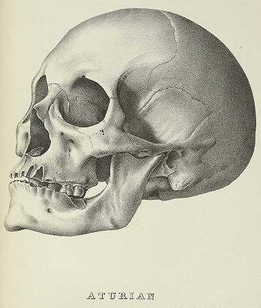 美国颅骨`Crania Americana, Skull Aturian by Samuel George Morton