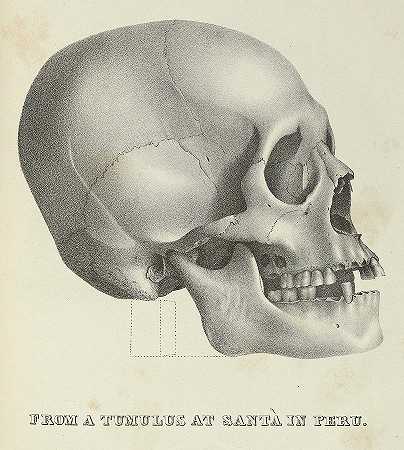 来自秘鲁圣塔的图穆卢斯的美洲头盖骨`Crania Americana, from a tumulus at santa in peru by Samuel George Morton