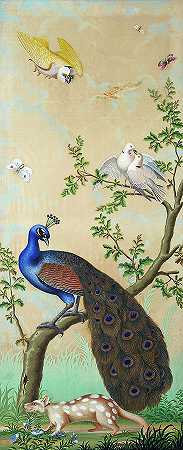 奇异的鸟类、昆虫和其他动物`Exotic birds, insects and other animals by Carlo Antonio Raineri