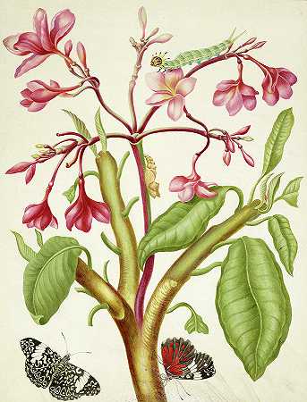 弗兰吉帕尼植物与红叶蝴蝶，1703年`Frangipani plant with Red Cracker Butterfly, 1703 by Maria Sibylla Merian
