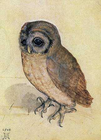 黄褐色猫头鹰，1508年`Tawny Owl, 1508 by Albrecht Durer