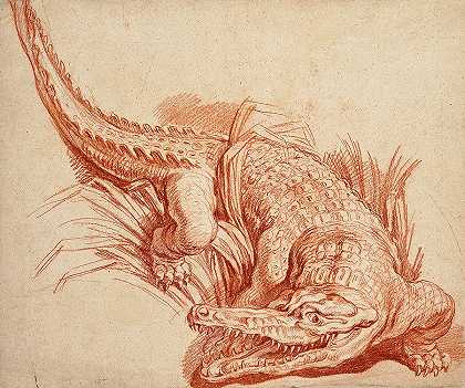 鳄鱼`Crocodile by Francois Boucher
