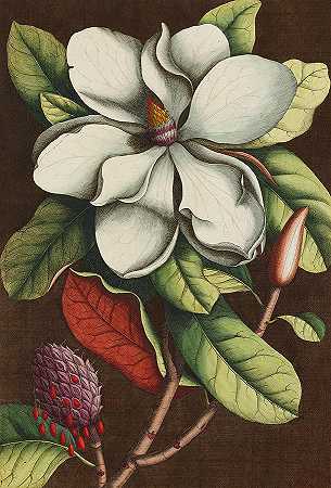 大花木兰，卡罗来纳州的月桂树`Magnolia grandiflora, The Laurel Tree of Carolina by Georg Dionysius Ehret