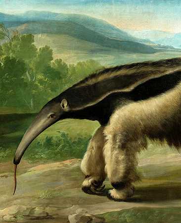 巨型食蚁兽`Giant Anteater by Anton Raphael Mengs