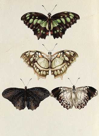 皇家植物探险队到新西班牙的两只蝴蝶`Two butterflies from the Royal Botanical Expedition to New Spain by Vicente Anastasio Echevarria