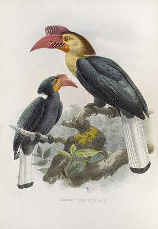 白头颅溢液`Cranorrhinus leucocephalus (1882) by Daniel Giraud Elliot