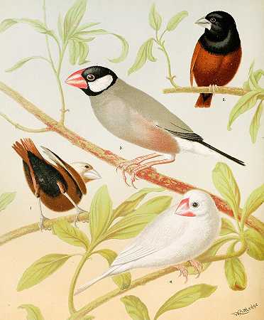 爪哇麻雀，修女`Java Sparrows, Nuns (1878) by W. A . Blakston
