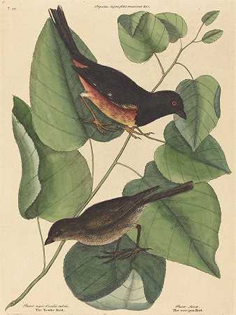 陶赫鸟（弗林利亚红眼病）`The Towhe Bird (Fringilla erythrophthalma) (1754) by Mark Catesby