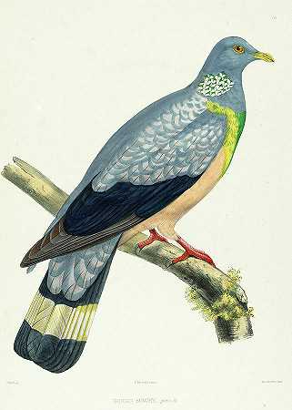 特罗卡兹鸽子`Trocaz pigeon by Charles Lucien Bonaparte