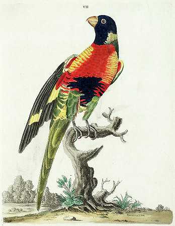 彩色鸟`Colorful bird by Peter Brown