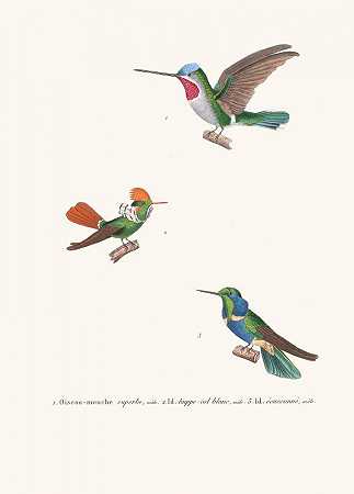 美丽的飞鸟`Oiseau~Mouche Superbe (1838) by Coenraad Jacob Temminck