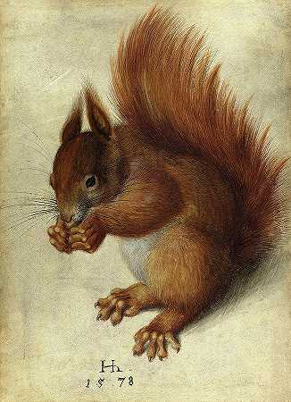 红松鼠，1578年`Red Squirrel, 1578 by Hans Hoffmann
