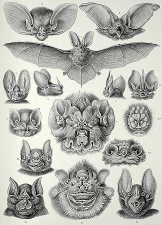 蝙蝠，翼手目`Bats, Chiroptera by Ernst Haeckel