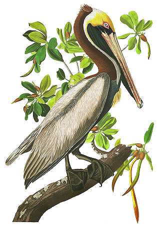 褐鹈鹕，美洲鸟类`Brown Pelican, Birds of America by John James Audubon