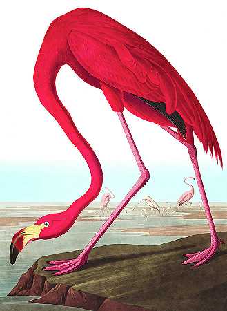 美洲火烈鸟，美洲鸟类`American Flamingo, Birds of America by John James Audubon