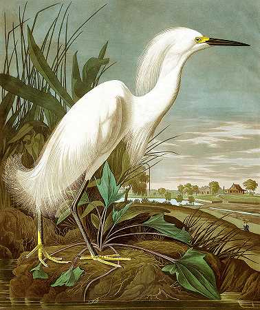 白鹭，美洲鸟类` White Heron, Birds of America by John James Audubon
