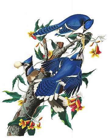 蓝松鸦，美洲鸟`Blue Jay, Birds of America by John James Audubon