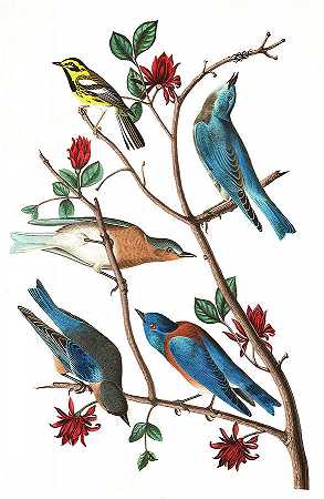 美洲的鸣禽`Townsends Warbler, Birds of America by John James Audubon