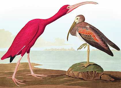 朱鹮，美洲鸟类`Scarlet ibis, Birds of America by John James Audubon