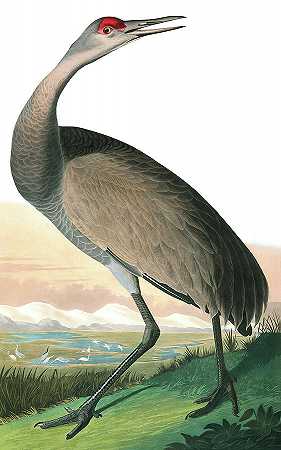 美洲鸟，美洲鹤`Whooping Crane, Bird of America by John James Audubon