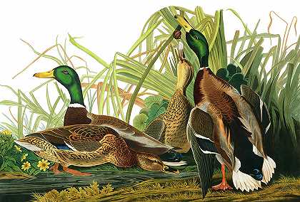 绿头鸭，美国鸟类`Mallard Duck, Birds of America by John James Audubon