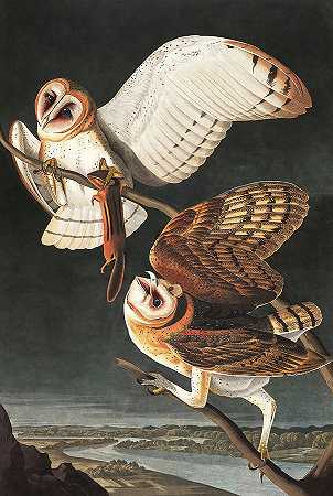 谷仓猫头鹰，美国鸟类`Barn Owl, Birds of America by John James Audubon