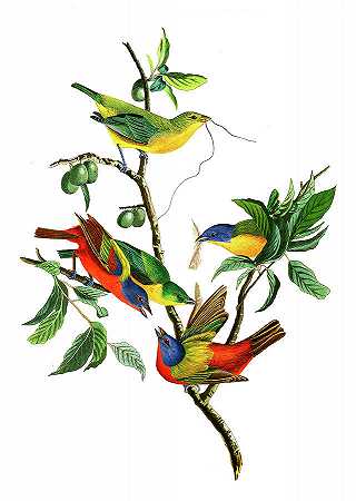 画雀，美洲鸟`Painted Finch, Birds of America by John James Audubon