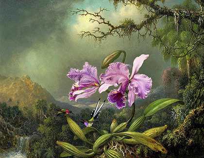 兰花，1872年`Orchid, 1872 by Martin Johnson Heade