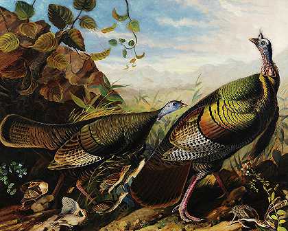 野生火鸡公鸡母鸡和九只小鸡`Wild Turkey Cock and Hen and Nine Chicks by John James Audubon