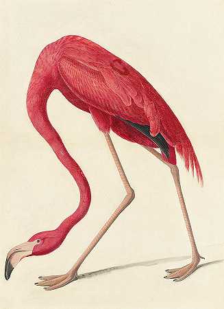美国火烈鸟，为哈维尔学习`American Flamingo, Study for Havell by John James Audubon